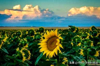 向日葵的开花时间是什么，向日葵的开花时间是什么？