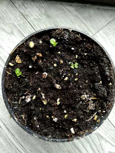 如何养护含羞草，如何养护含羞草
