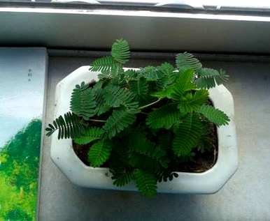 如何养护含羞草，如何养护含羞草