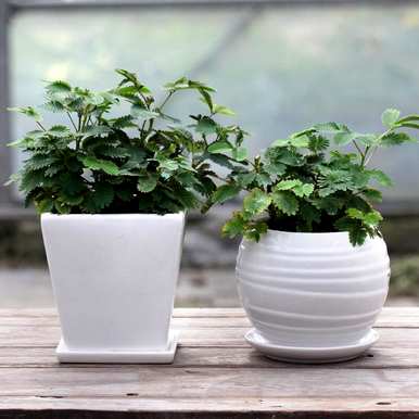 如何养护含羞草，如何养护含羞草