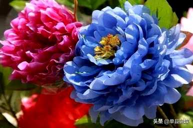 牡丹花的意思是什么，牡丹花茶的意思是什么