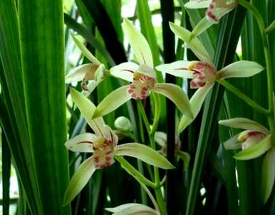 兰花的寓意和花语是什么，兰花的寓意和花语是什么？