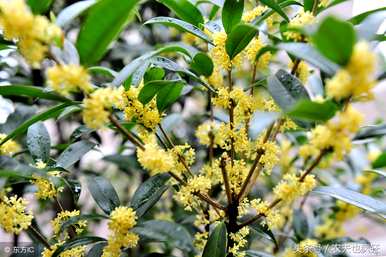 桂花树开花结种子吗？如何种植桂花树种子？