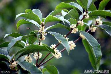 桂花树开花结种子吗？如何种植桂花树种子？