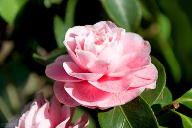 什么是四季茶花？四季茶花怎么养？