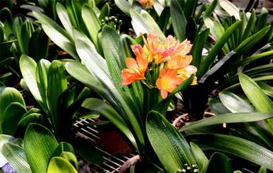 君子兰开花预示着什么？君子兰长侧芽预示着开花吗？