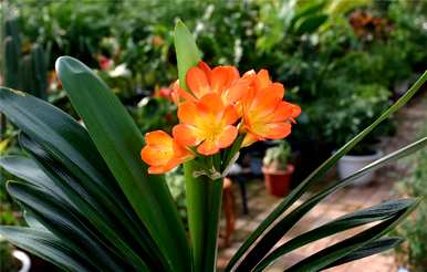君子兰开花预示着什么？君子兰长侧芽预示着开花吗？