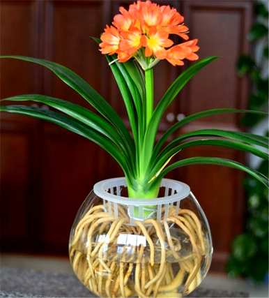君子兰开花预示着什么？君子兰长侧芽预示着开花吗？