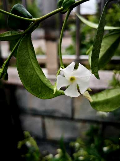 爬藤有哪些好养的植物，栅栏爬藤哪些好养？