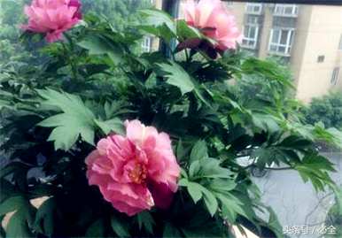 牡丹根块什么季节种植？牡丹根块种植时需要阳光吗？