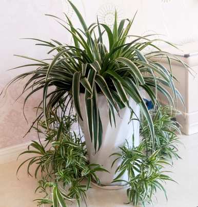 开花吊兰有哪些品种？吊兰会开花图片欣赏