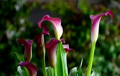 什么是紫色马蹄莲花语，什么是马蹄莲花语？