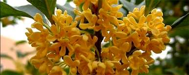 桂花树什么时候移栽，桂花树移栽几天？