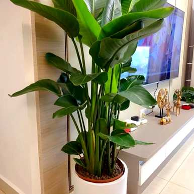 室内大型花卉有哪些？室内大型花卉排名前十