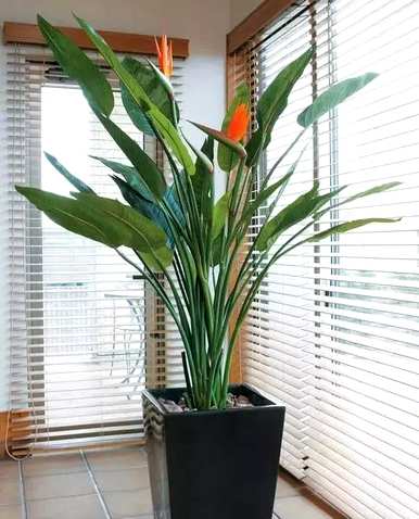 室内大型花卉有哪些？室内大型花卉排名前十