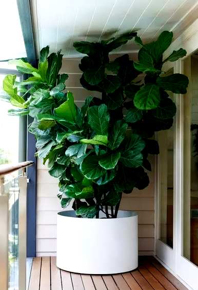 室内大型花卉有哪些？室内大型花卉排名前十