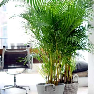 室内大型花卉有哪些？室内大型花卉排名前十