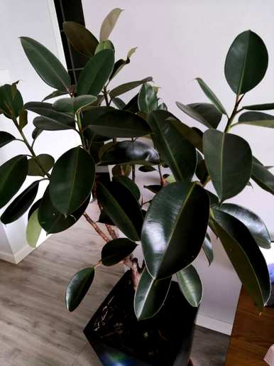 室内大型花卉有哪些？室内大型花卉排名前十