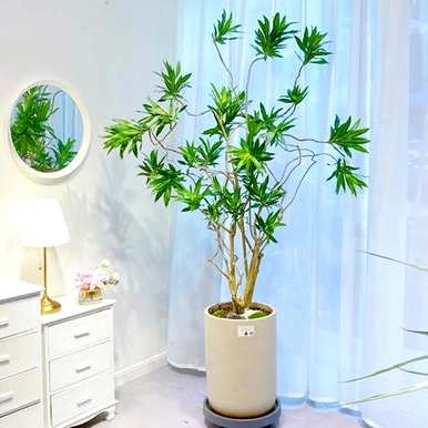 室内大型花卉有哪些？室内大型花卉排名前十