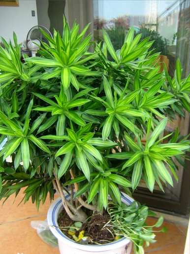 室内大型花卉有哪些？室内大型花卉排名前十