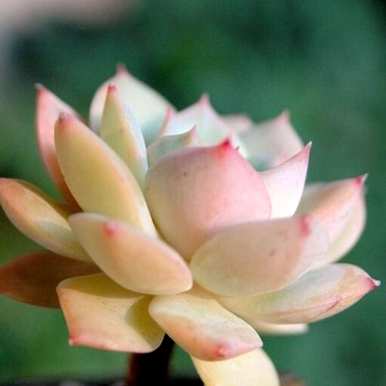 夏天多肉植物怎么浇水，夏天多肉植物怎么浇水？