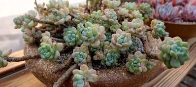 夏天多肉植物怎么浇水，夏天多肉植物怎么浇水？