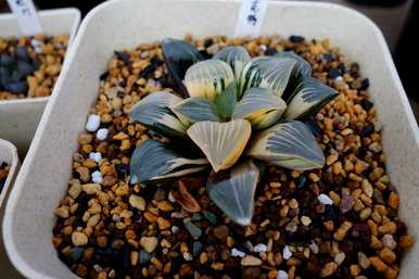 夏天多肉植物怎么浇水，夏天多肉植物怎么浇水？