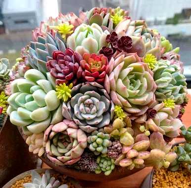 夏天多肉植物怎么浇水，夏天多肉植物怎么浇水？