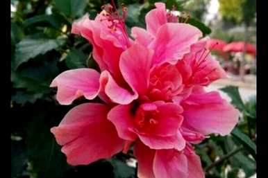 冬季扶桑花养殖方法，冬季扶桑花养殖方法
