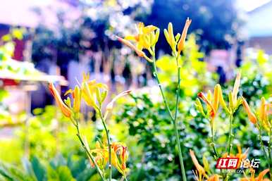 萱草花的寓意是什么，萱草花歌曲的寓意是什么？