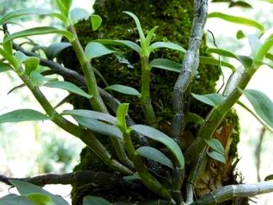 如何种植石斛和盆栽，如何种植石斛
