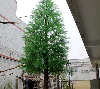 如何种植水杉种子