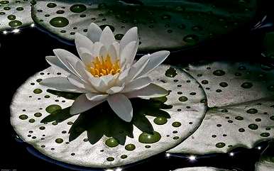室内养滴水莲花好吗？如何养滴水莲花？