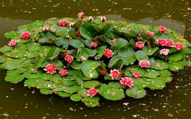 室内养滴水莲花好吗？如何养滴水莲花？