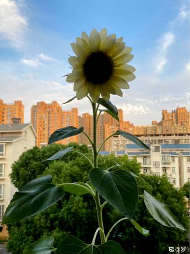 送男孩什么花寓意好，什么花适合送男孩？