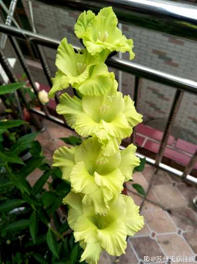 送男孩什么花寓意好，什么花适合送男孩？