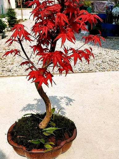 如何种植中国红枫树？