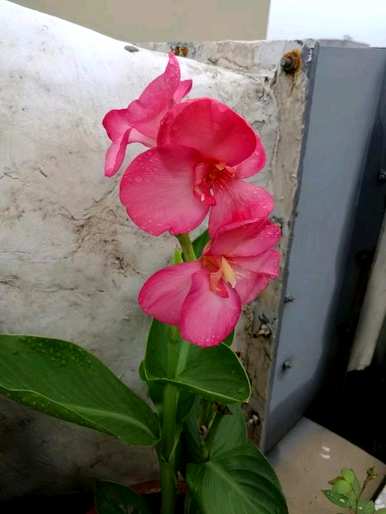 如何种植美人蕉兰花，如何种植美人蕉植物