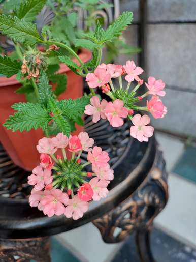 八种秋花盛开，秋花有哪些品种？