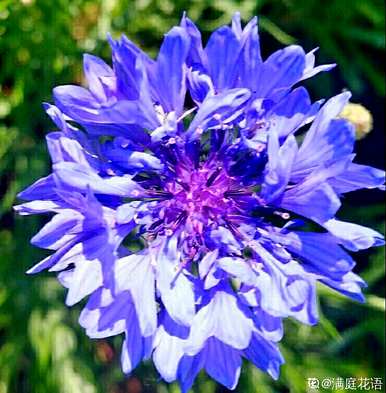 八种秋花盛开，秋花有哪些品种？