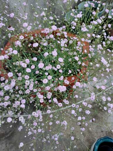 八种秋花盛开，秋花有哪些品种？