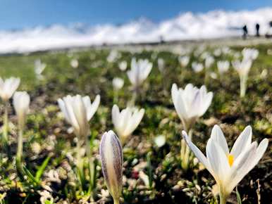 番红花花语是什么意思，番红花语是什么意思？