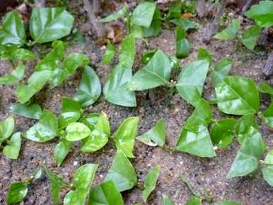 修剪双色茉莉，繁殖双色茉莉