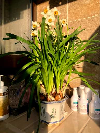 如何养盆栽水仙花，如何养盆栽水仙花