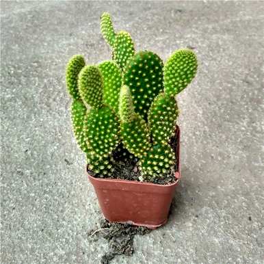 仙人掌有哪些品种，仙人掌有哪些品种有什么作用？