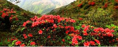 齐，怎样修剪杜鹃花？