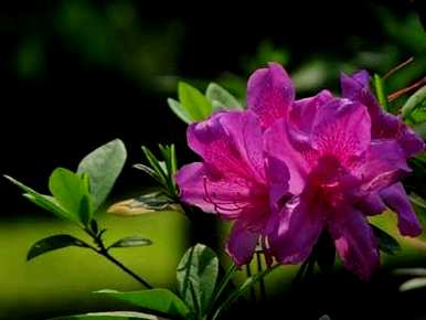 齐，怎样修剪杜鹃花？