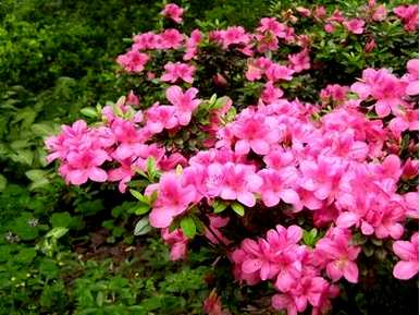 齐，怎样修剪杜鹃花？