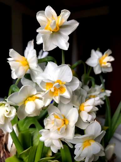 如何养盆栽水仙花，如何养盆栽水仙花