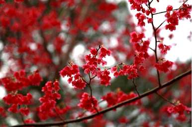 樱花的寓意和象征意义是什么，樱花的象征意义是什么？